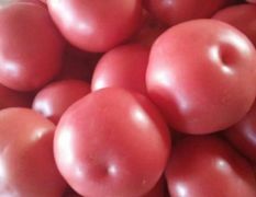 大量精品西红柿已上市