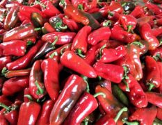 大量精品红辣椒已经上市。