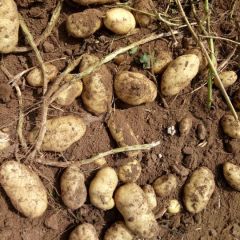 内蒙土豆基地直销，诚信代办，保质保量