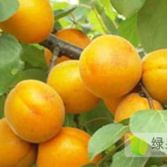 凯特杏，大棚温室，暖棚，