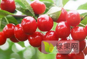 樱桃很好，早大果、红灯、黄蜜、先锋等！