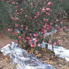 辽宁葫芦岛绥中县富士，黄元帅黄金帅，韩富寒富苹果