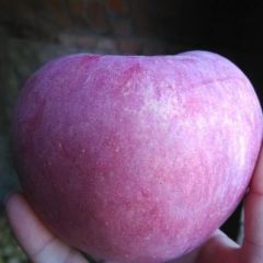 辽宁葫芦岛绥中套袋黄元帅（黄金帅）苹果批发代收