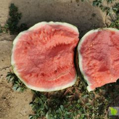 大棚无籽头茬美都