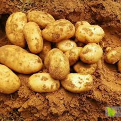 昌八，希森6号，华硕33.