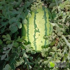 金华一号0.25元/斤