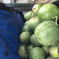 小凤西瓜皮薄甜