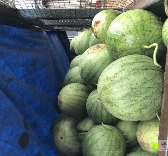 特小凤价格