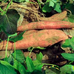 正宗烟薯25蜜薯红薯番薯济薯龙薯超甜红薯沃益鲜红