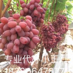 四川优质克能生专业代办