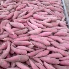 大吨位供应西瓜红、商薯19