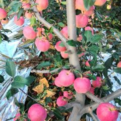 今年嘎啦个头大，皮毛亮