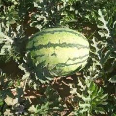 现有优质沙地西瓜4–5百吨