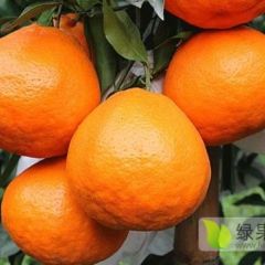 春见柑橘苗基地直供根系发达