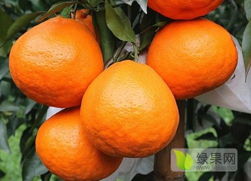 2019年湖南武陵春见价格