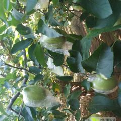 嘎啦苹果，黄金帅苹果