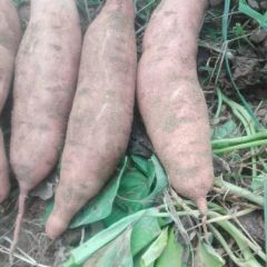 自己种植的沙地红薯，欢迎各地老板前来采购