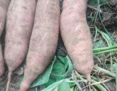 自己种植的沙地红薯，欢迎各地老板前来采购