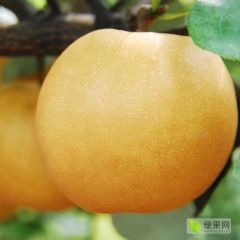 中方万亩金秋梨基地