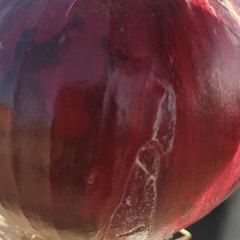 精品红葱，黄葱，紫葱出售