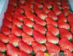 天仙醉草莓苗――闻集草莓，种植基地！