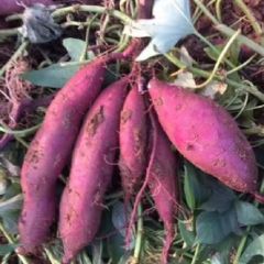 湖北宜城红薯大量上市中