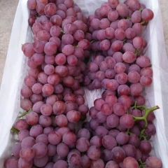 陕西优质红提葡萄基地 大荔县红提葡萄产地价格
