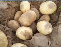 土豆品种，荷兰，紫花白，金华