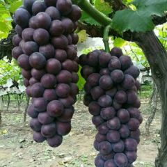 陕西户太葡萄，红提葡萄批发价格