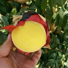 陕西黄桃批发基地