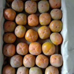 七月黄柿子八月黄柿子