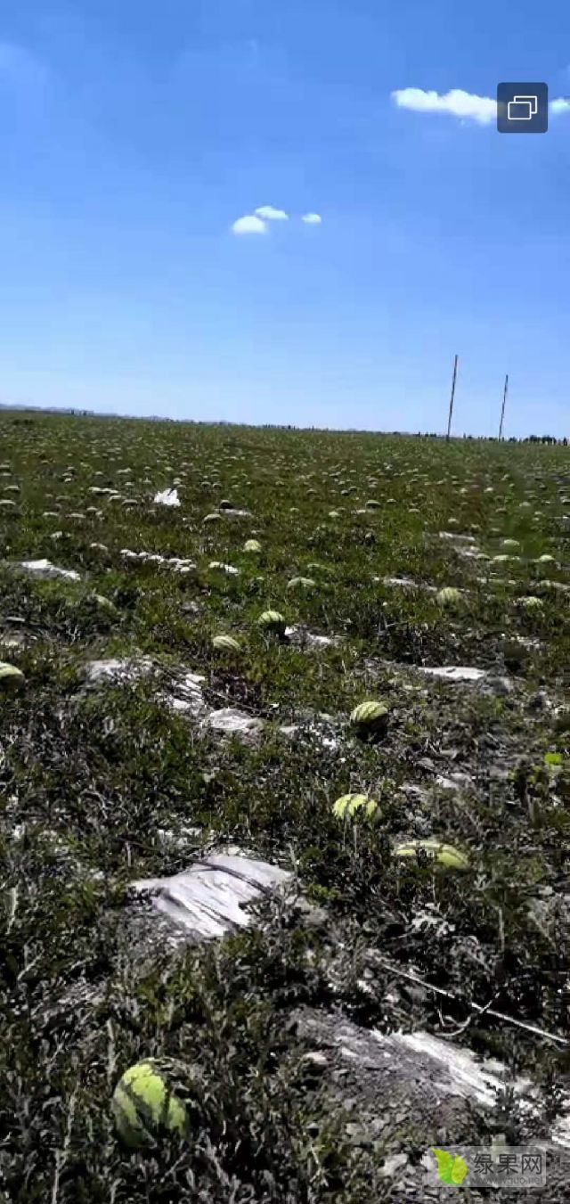 小丁西砂瓜自售,精诚合作 - 西瓜商情网 - 2021年西瓜价格行情