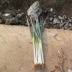 贵州铁杆大葱，量大从优