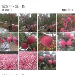 宜川苹果红有甜