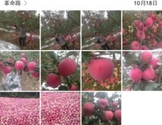 宜川苹果红有甜