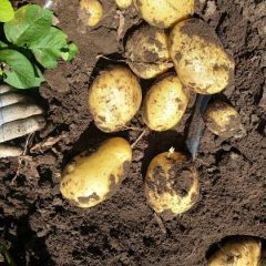 围场西森六号土豆喜获丰收出售中