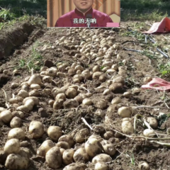 土豆代销代购，诚信第一