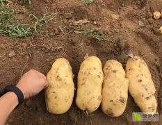 广西钧盛 马铃薯亩产7500斤种薯供应包回收！