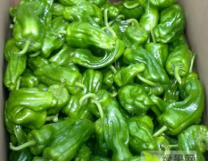 临沂市费县大量辣椒上市了各种品种。