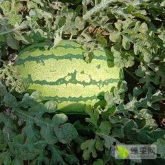 金华一号0.26/斤