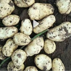 我就是土豆界的妈妈桑