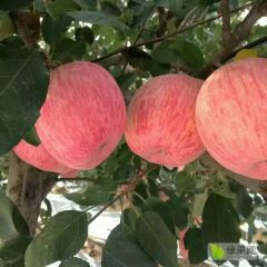 2019新鲜苹果上市，产地直供诚信合作