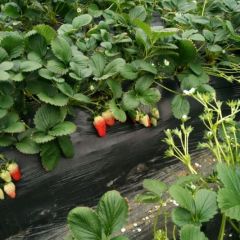 妙香七号草莓苗哪里有卖