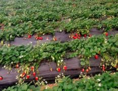 章姬草莓苗哪里买，最适合大棚栽种的草莓品种之一。