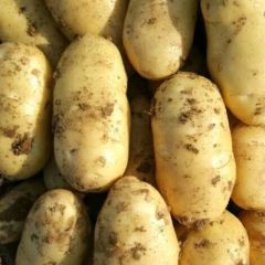 荷兰十五，226大面积上市，价格下滑