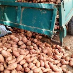 龙薯九号大量现货3两到1斤半精品红薯