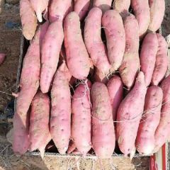 凌海红薯供应中 13390216781