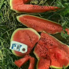 内蒙古通辽市库伦旗.奈曼旗.沙漠陆地西瓜上市