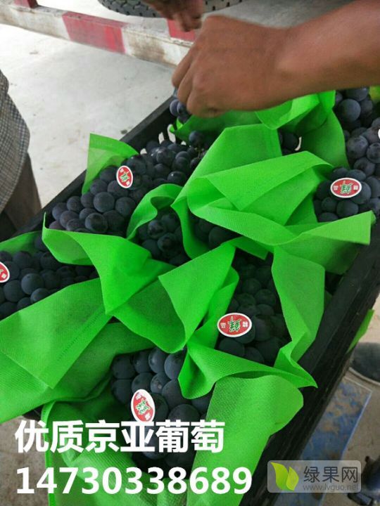 2019年河北晋州市京亚葡萄价格