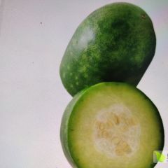 冬瓜大量供应，质优价廉，欢迎光临